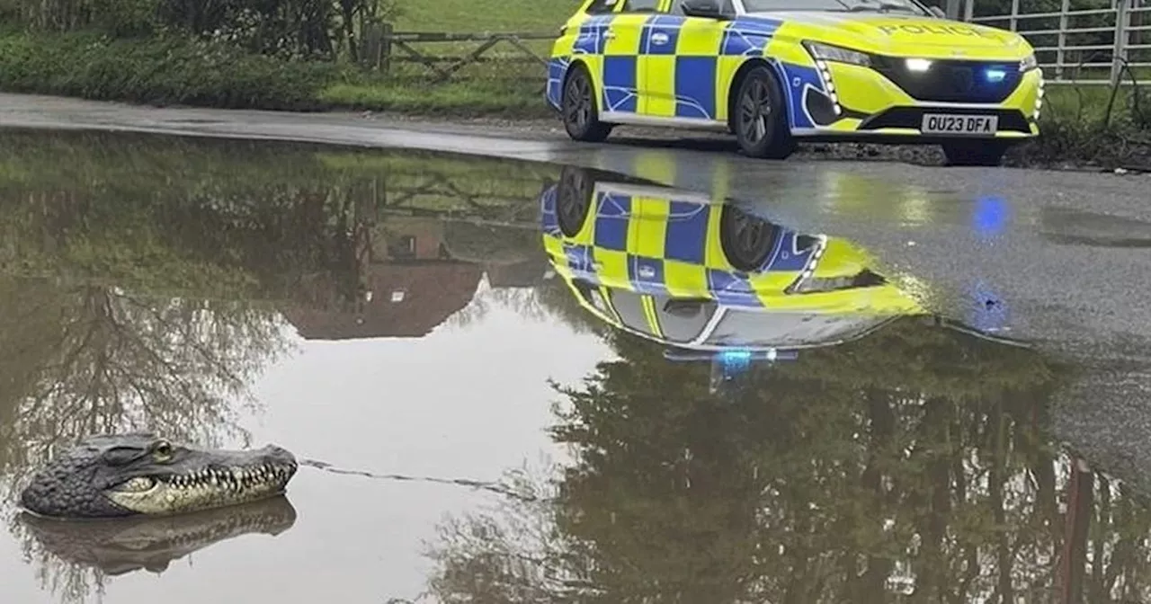 Crocodile's head pops up in puddle outside Buckinghamshire village