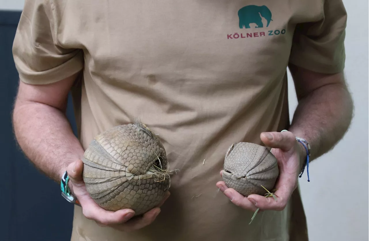 Kleines Kugelgürteltier in Kölner Zoo geboren