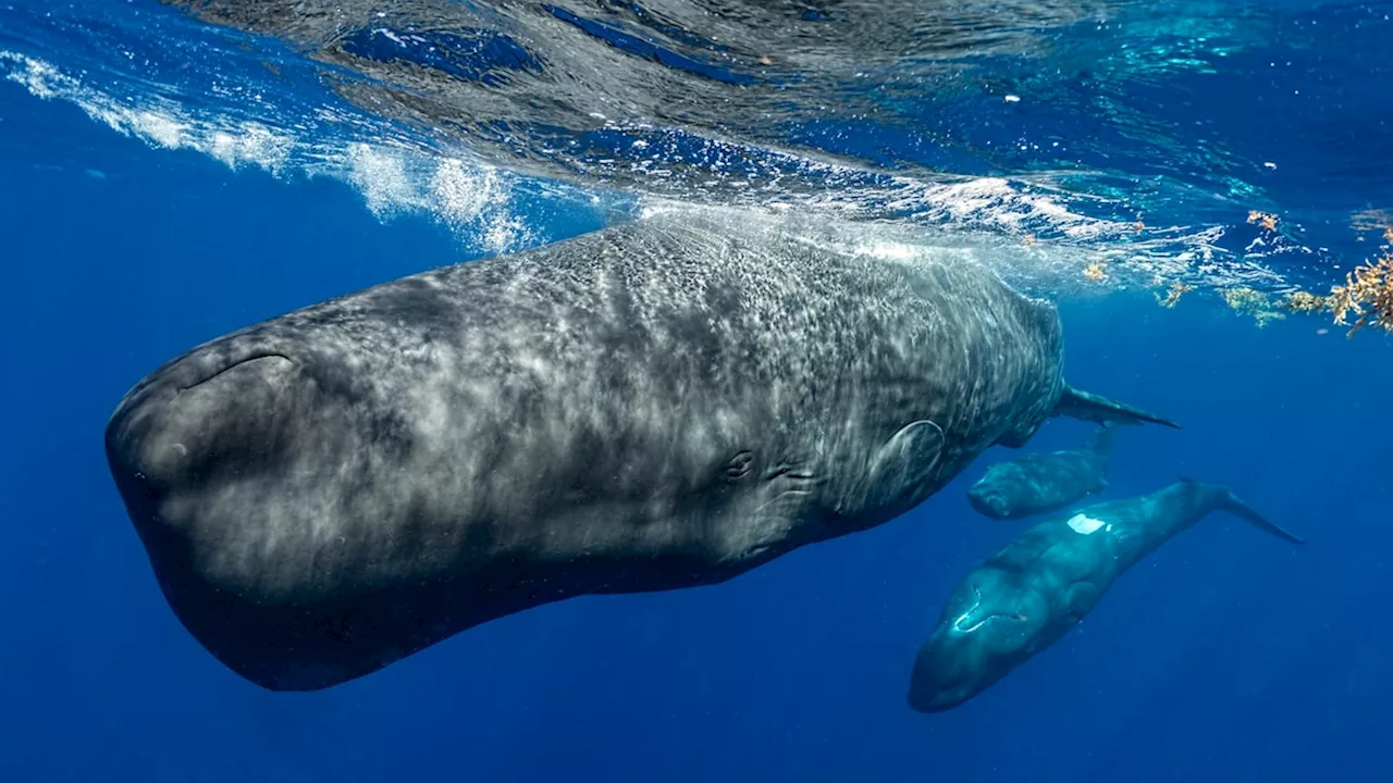 How scientists are piecing together a sperm whale ‘alphabet’