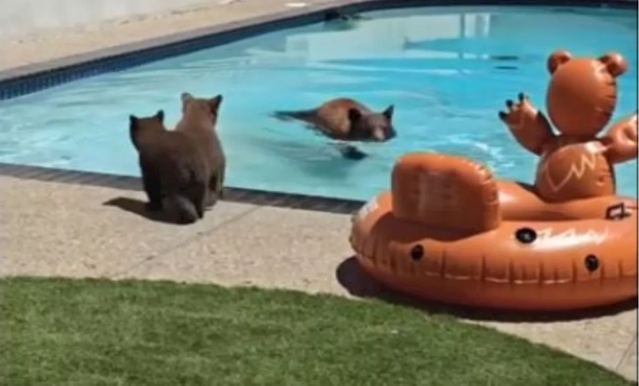 Mama bear and cubs caught on video having a spring pool party in a ...