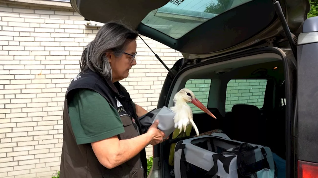 Gummiring um Schnabel: Storch vor dem Verdursten gerettet