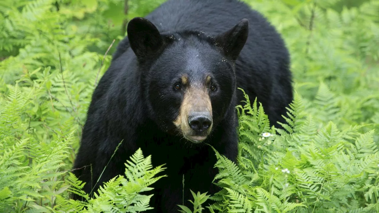 Bear dragged dead motorist into woods