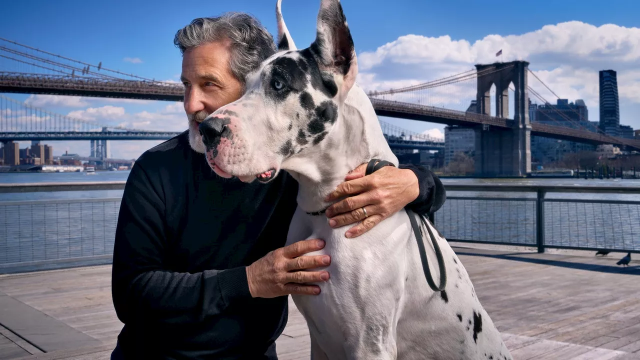 An A-List Animal Trainer Prepares a Great Dane for His Film Début