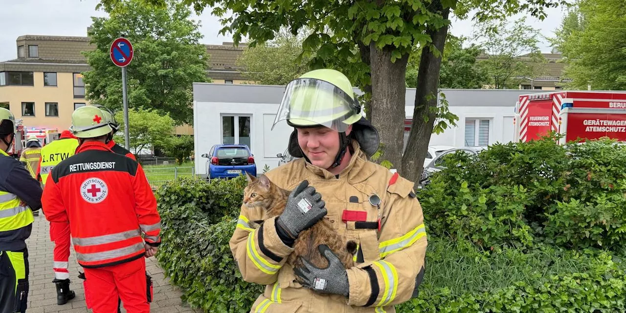 Brand in Fürther Hochhaus sorgt für Großalarm - Schlange und Katze aus brennender Wohnung gerettet