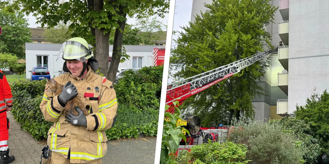 Hochhausbrand in Fürth: Feuerwehr rettet Katze und Schlange aus Flammen