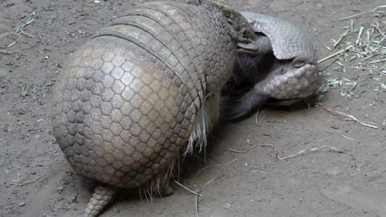 Nordrhein-Westfalen: Kleines Kugelgürteltier in Kölner Zoo geboren