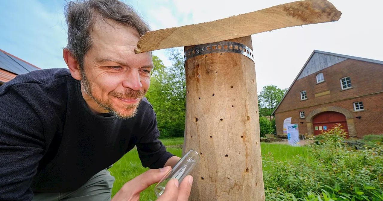 Große Insektenrettung: Insekten-Experten besuchen Bielefelder jetzt in ihren Gärten