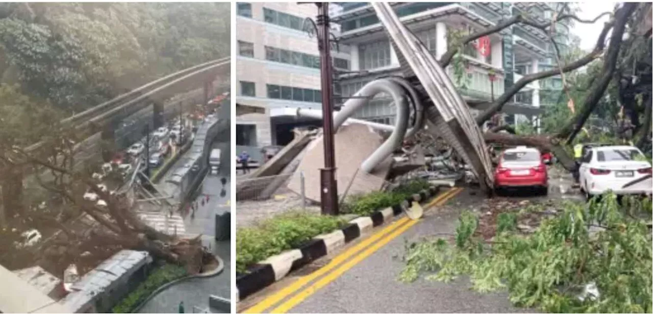 Fallen tree along Jalan Sultan Ismail causes damage to vehicles – Concorde Hotel stretch closed to traffic