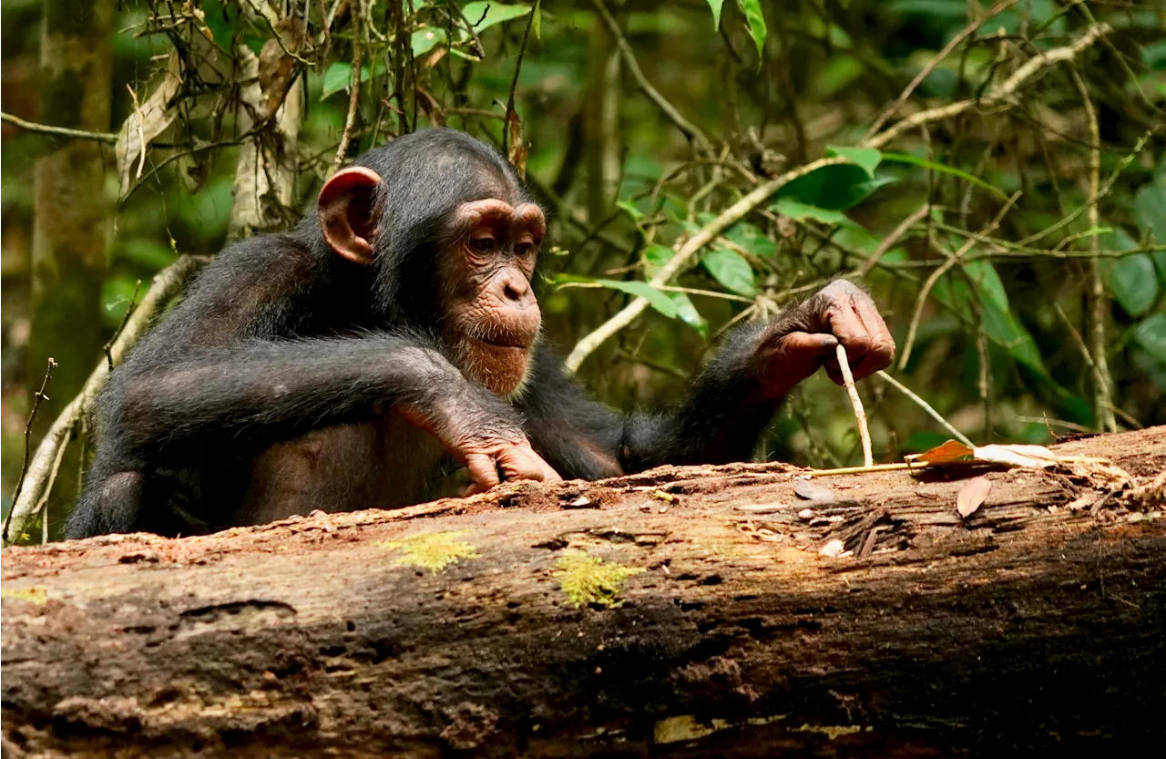 Chimps shown to learn and improve tool-using skills even as adults