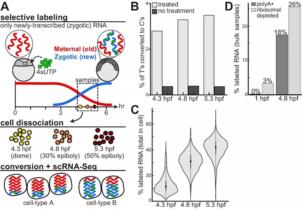 Decoding development: mRNA's role in embryo formation