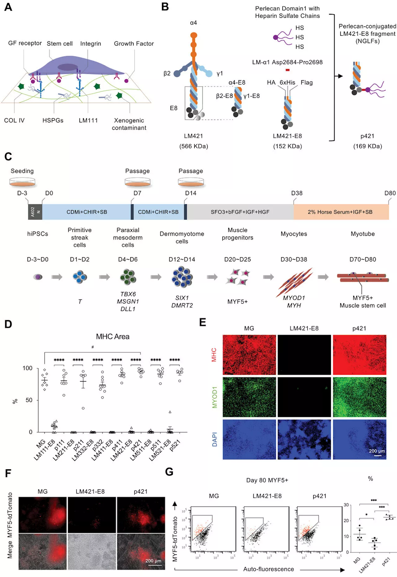 Designing a novel substrate for myogenic differentiation from induced pluripotent stem cells