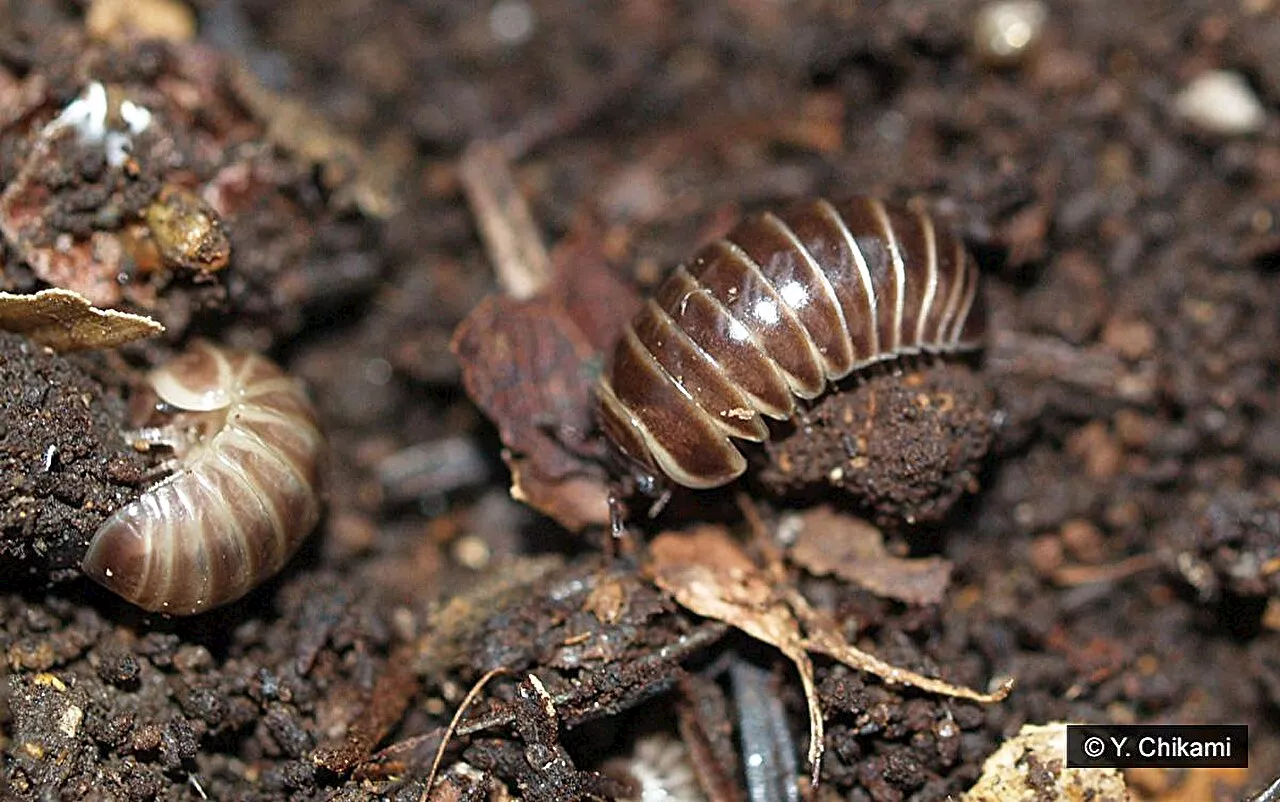 Discovery of structural specialization in myriapod ovaries