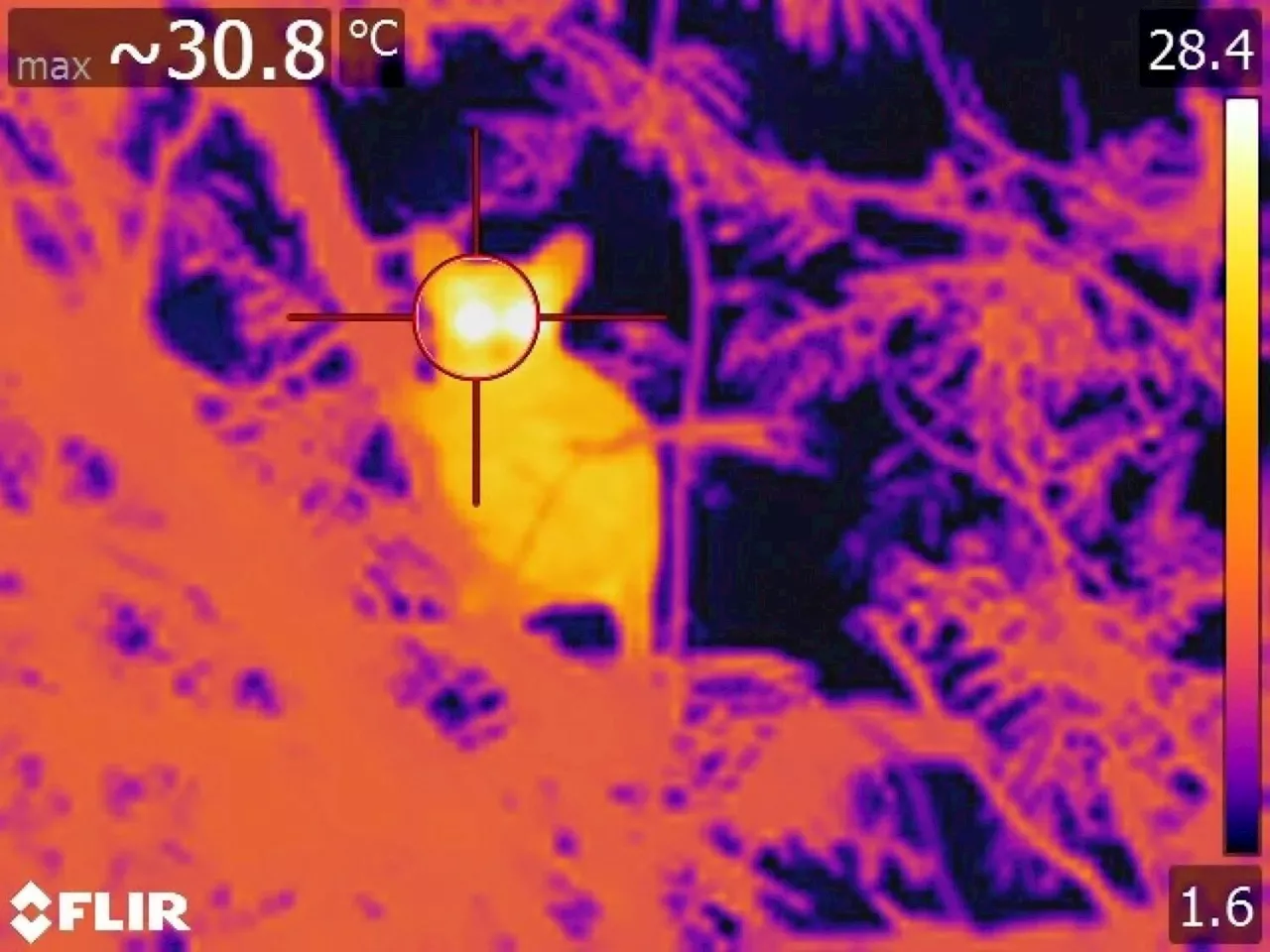 In South Africa, tiny primates could struggle to adapt to climate change
