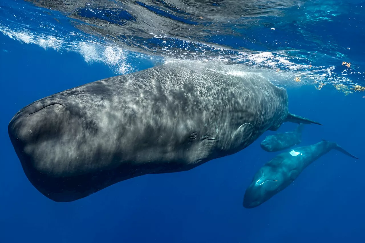 Using algorithms to decode the complex phonetic alphabet of sperm whales
