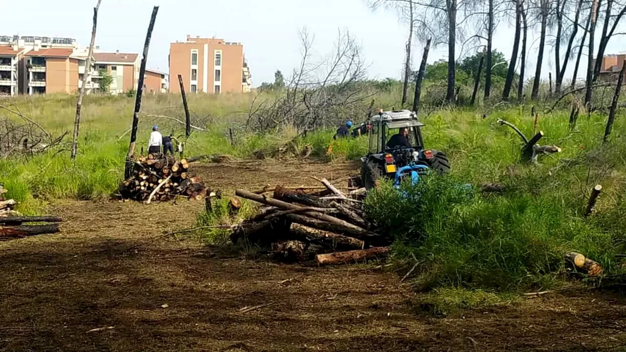 Colle degli Abeti, a tre anni dell'incendio finalmente la bonifica della pineta