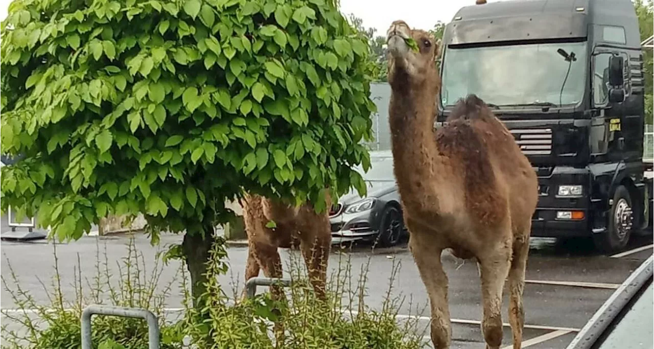 Wassenberg: Ausgebüxte Dromedare auf Shoppingtour​ auf Parkplatz