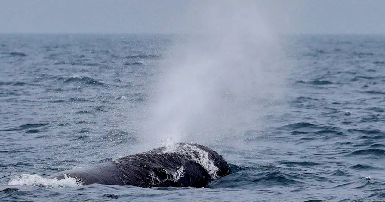 Scientists document remarkable sperm whale 'phonetic alphabet'