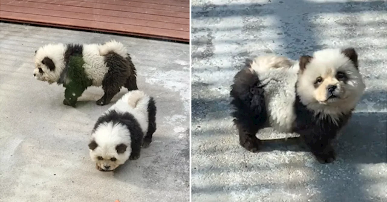 China Zoo Dyed Two Chow Chows To Make Them Look Like Pandas