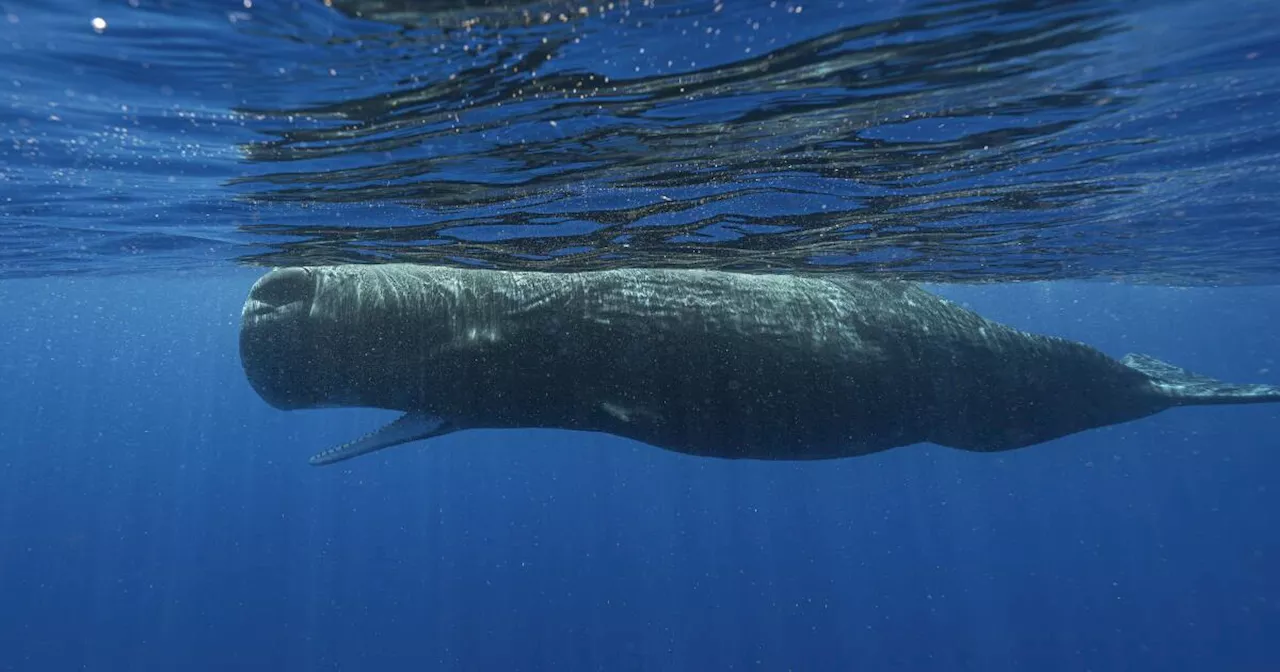 Scientists are learning the basic building blocks of sperm whale language after years of effort