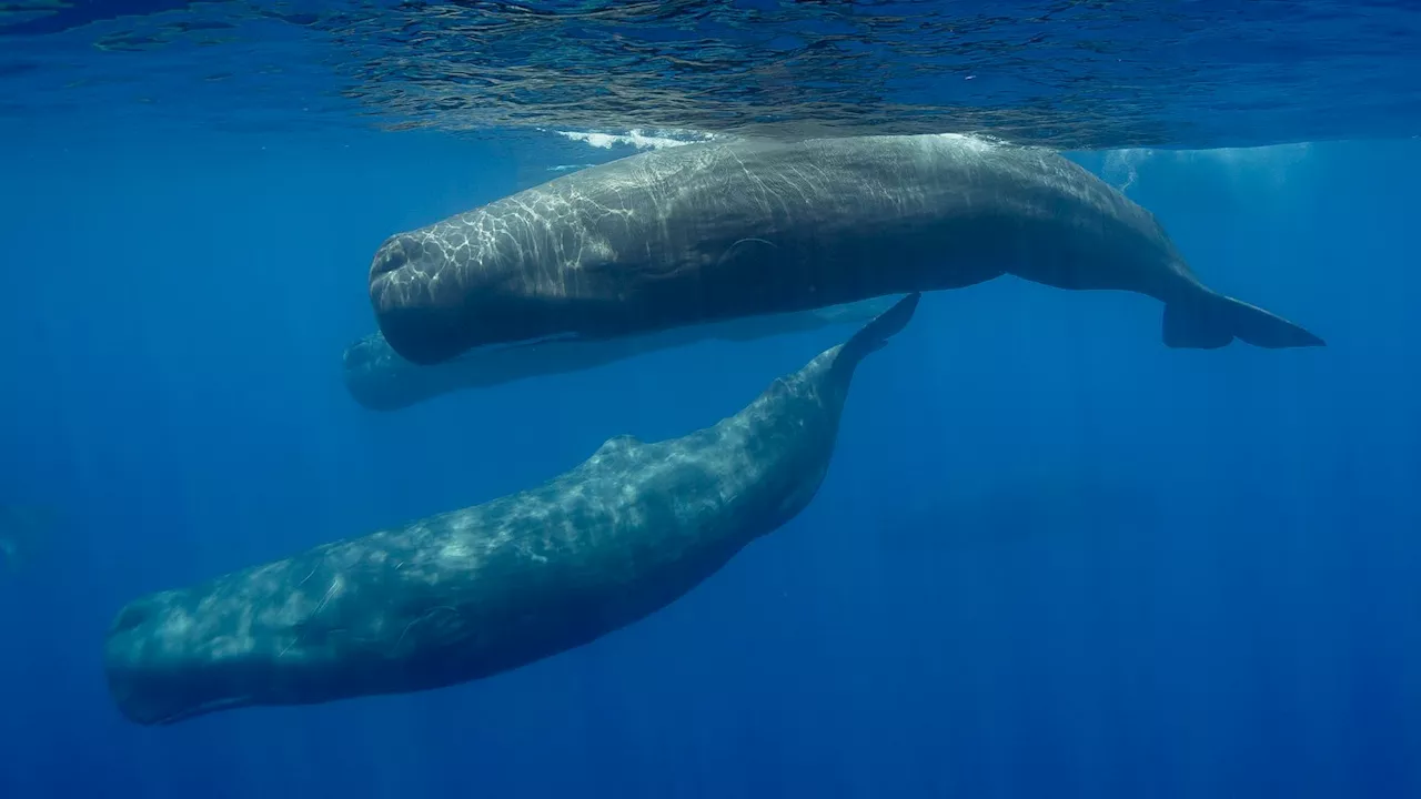 Artificial intelligence being used to decode sperm whales' language as 'phonetic alphabet' is identified