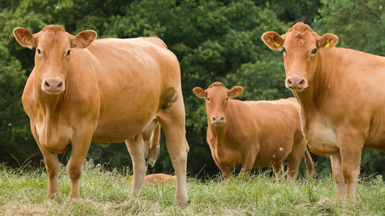 Bluetongue: Government warns 'high probability' new strain of animal virus could spread to UK cattle