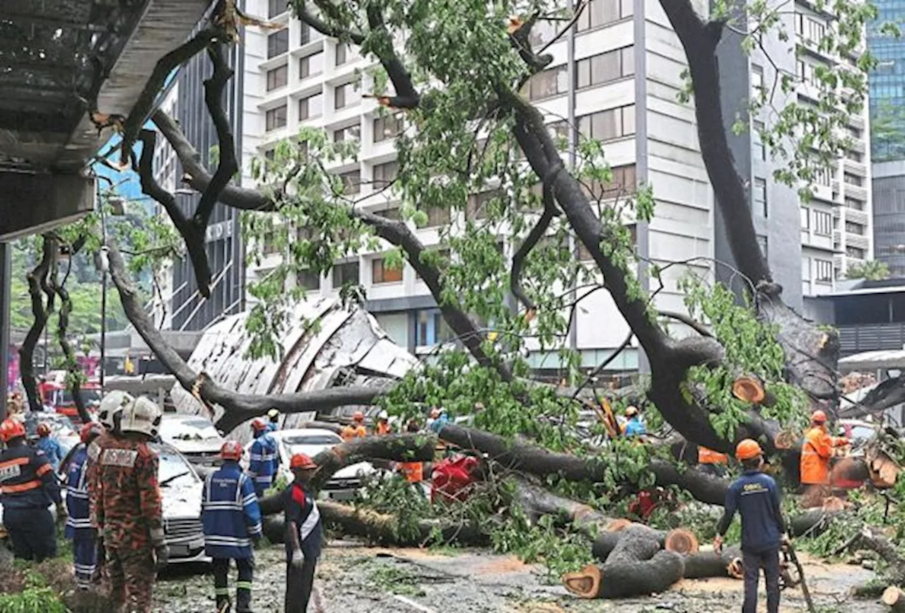 DBKL told to keep tabs on the city’s ageing trees