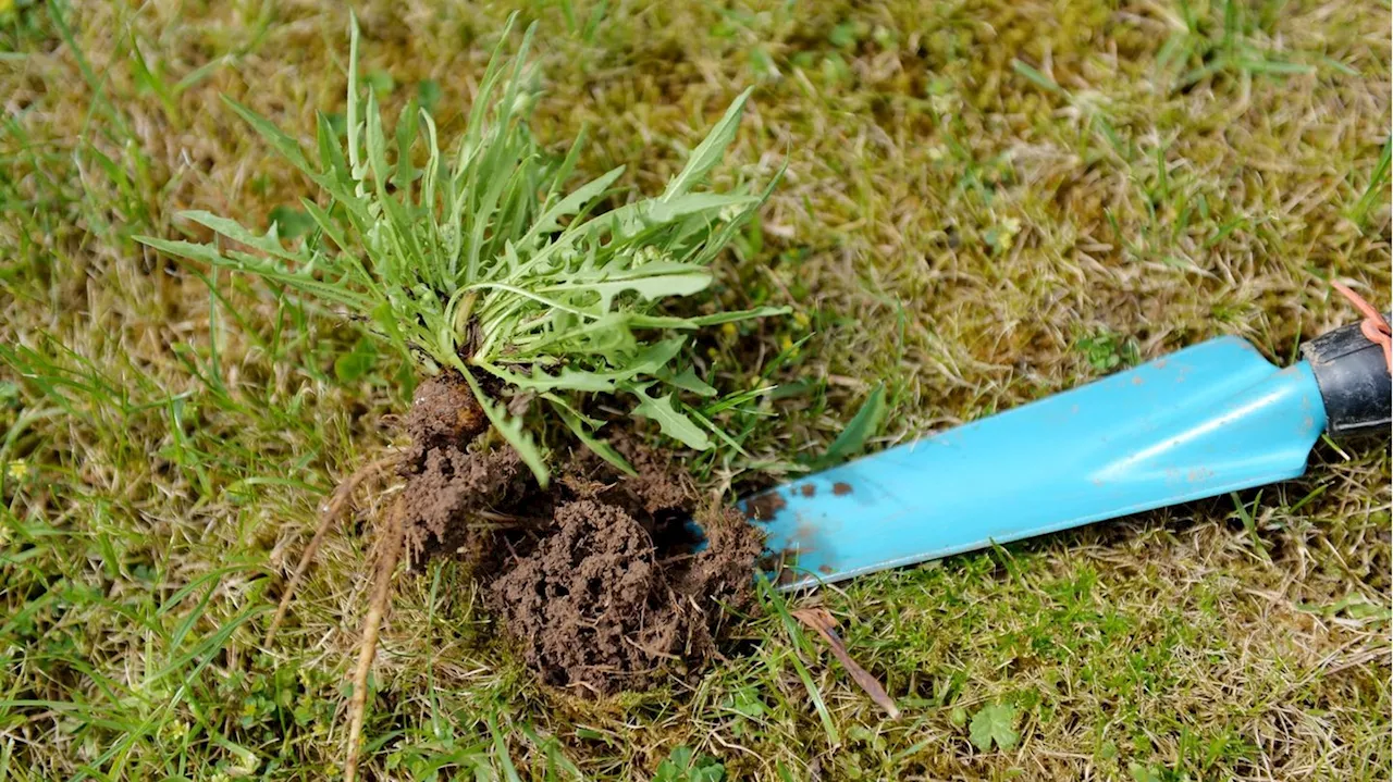 Unkraut im Rasen: So entfernen Sie Wildwuchs im Garten