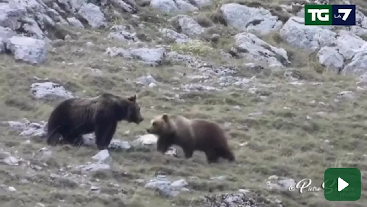 Abruzzo, le rarissime immagini degli orsi marsicani in amore: il video