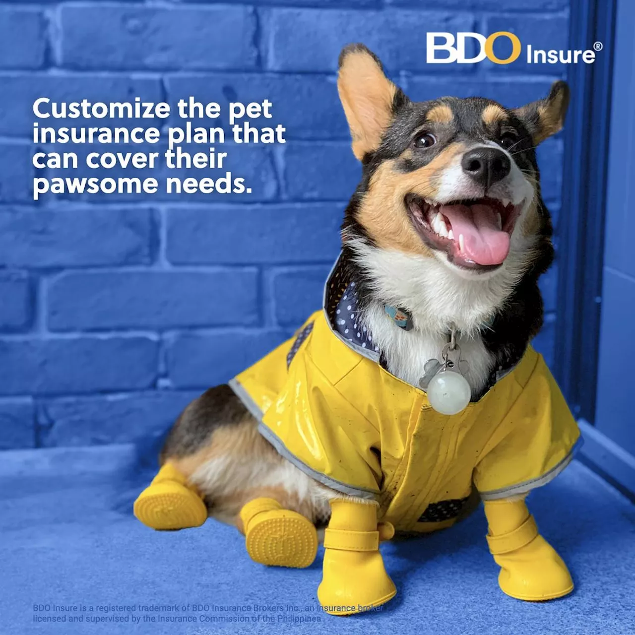 BDO Insure cites insurance importance for fur babies