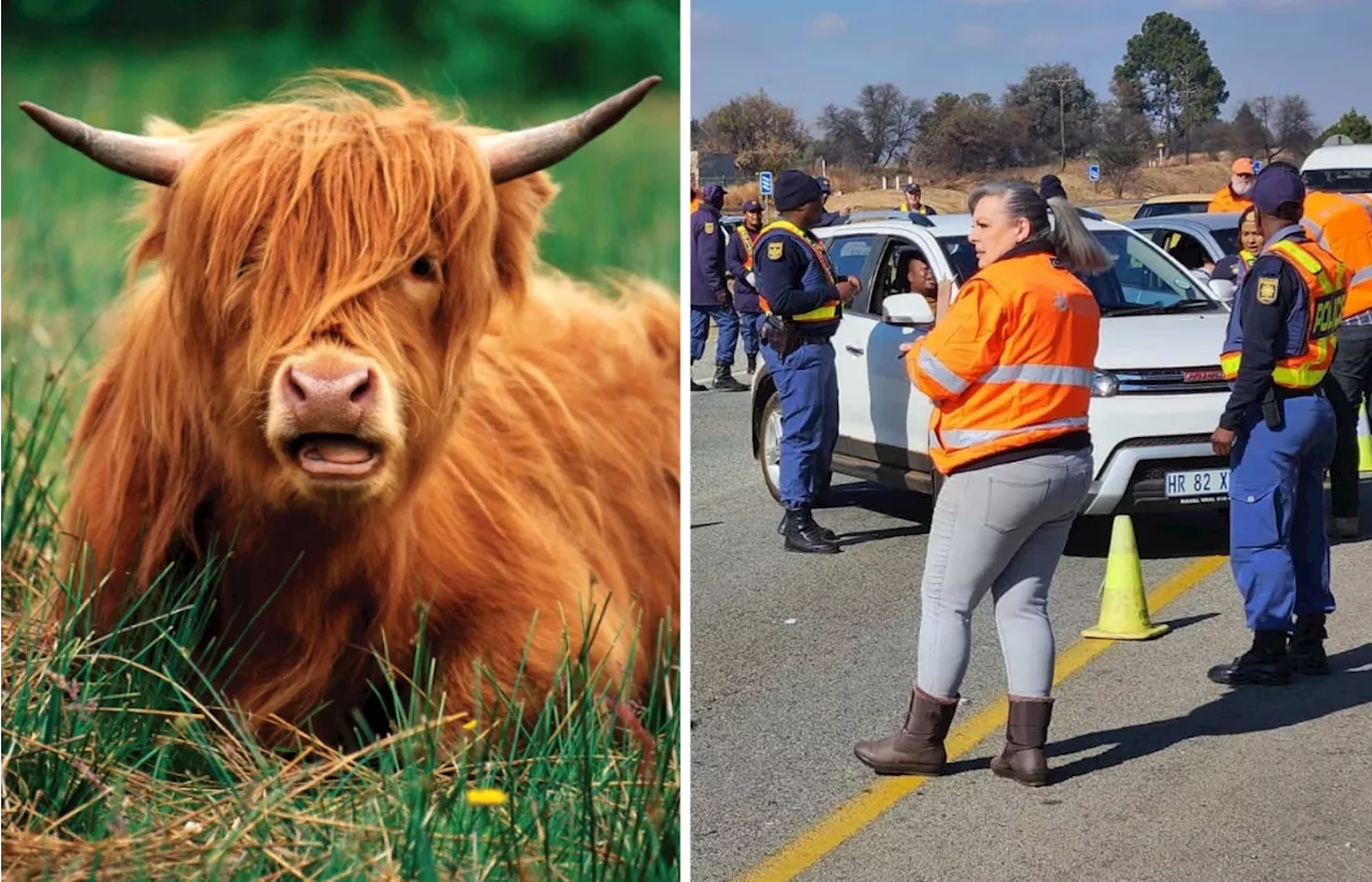 WARNING for Foot and Mouth disease in South Africa