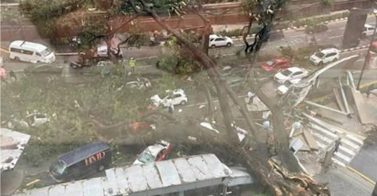 Fallen tree crashes onto KL Monorail line