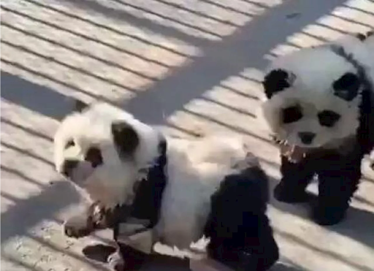 ¿Existen los perros panda?, en China sí, zoológico los ‘disfraza’ (video)