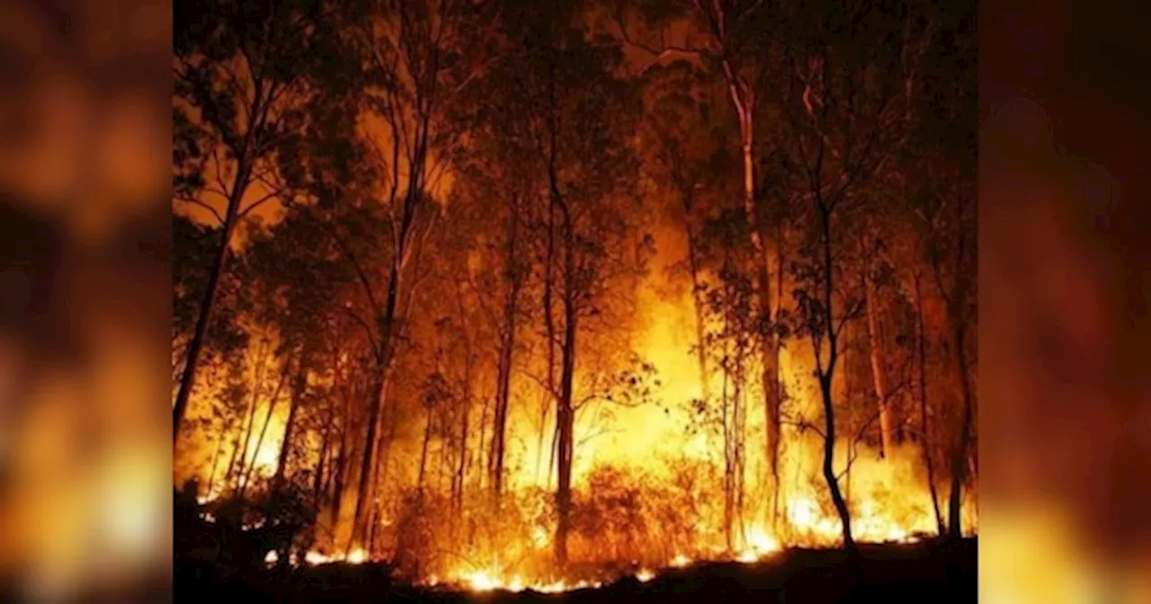 Uttarakhand fire: जंगलों में लगी आग बुझाने का जिम्मा अब एयरफोर्स के हवाले, शुरू हुआ ऑफरेशन