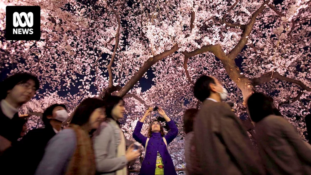 Japan blocks overcrowded selfie spot, bans tourists from traditional areas to cope with explosion of travellers