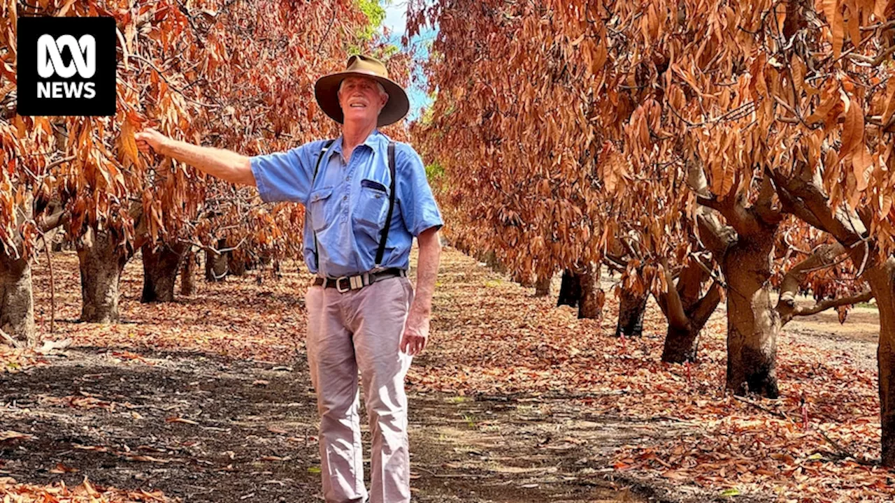 Years of rebuilding ahead for fruit growers after devastating fires at Gingin and Chittering