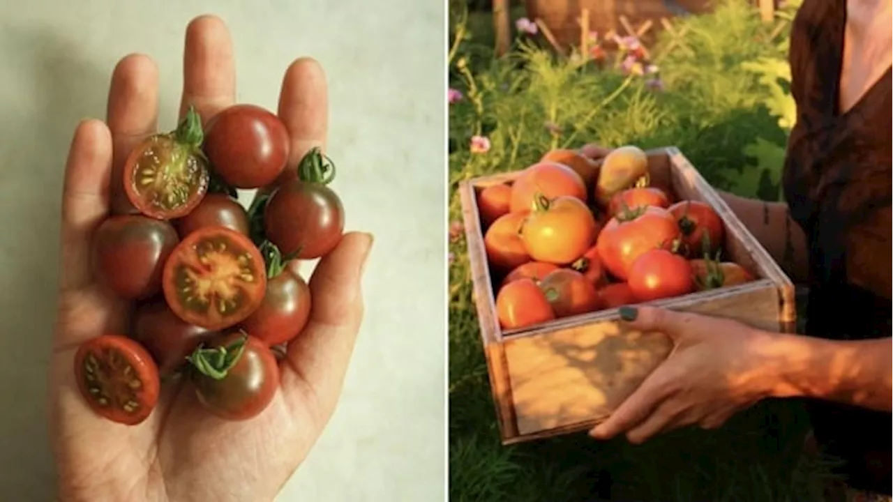 The tastiest tomatoes to grow according to green thumbs across Canada