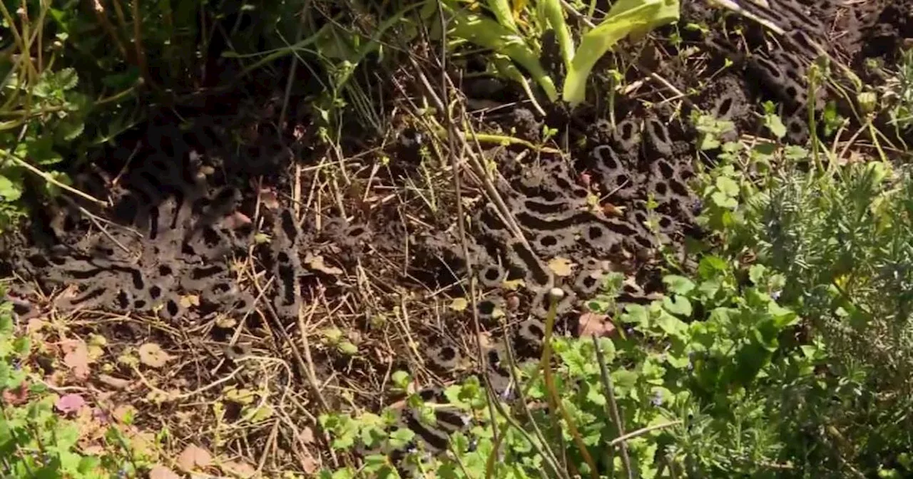 Cicadas emerging in Chicago northwest suburbs