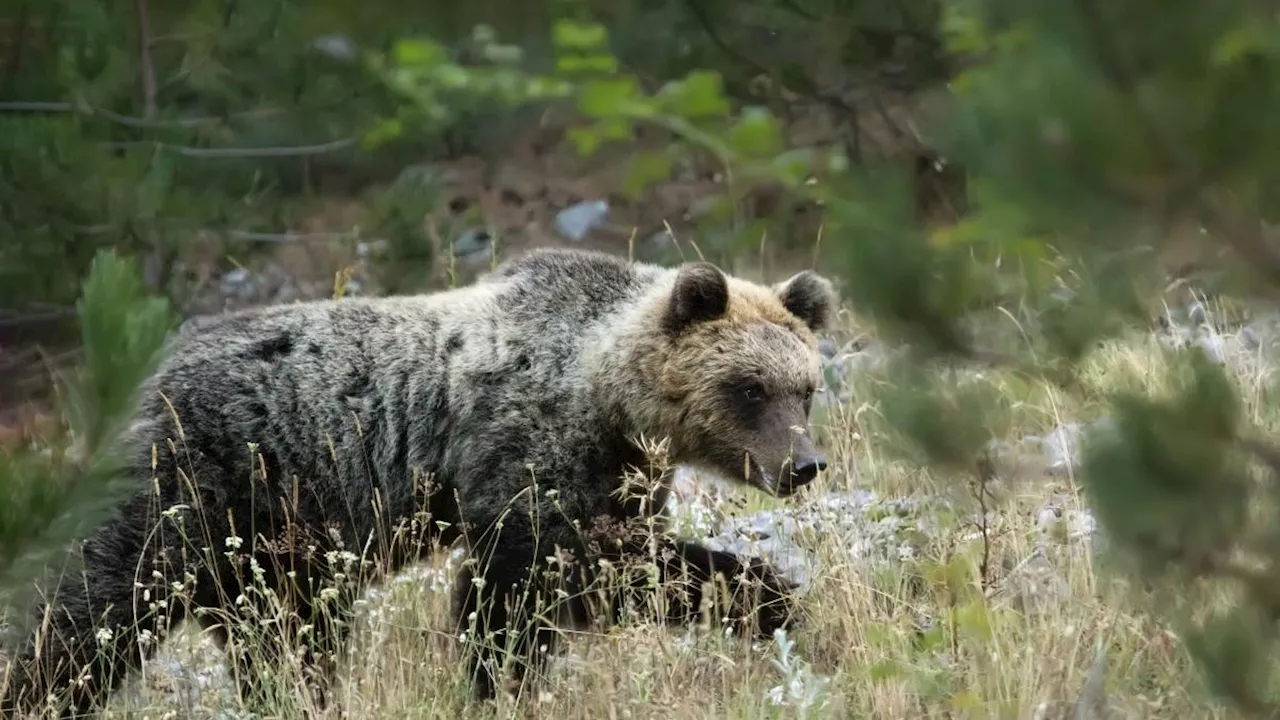 Wwf sull'orso marsicano: «Solo 50-60 individui nell'Appennino sono pochi per scongiurare l'estinzione»