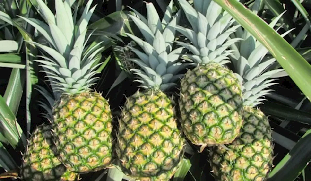 MD2 pineapple project expected to reap RM20 million