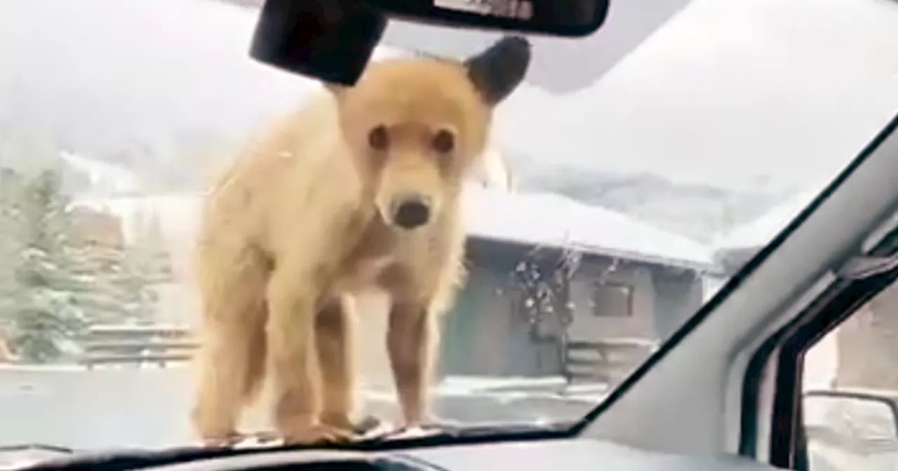 Video: Curious bear cubs stop to inspect Steamboat Springs driver in a very Colorado traffic stop