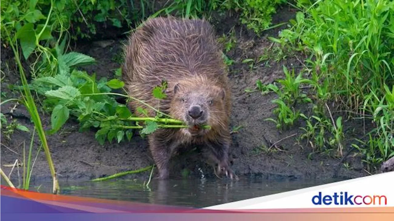 Ilmuwan Sebut Berang-berang Bisa Membantu Mengatasi Perubahan Iklim, Kok Bisa?