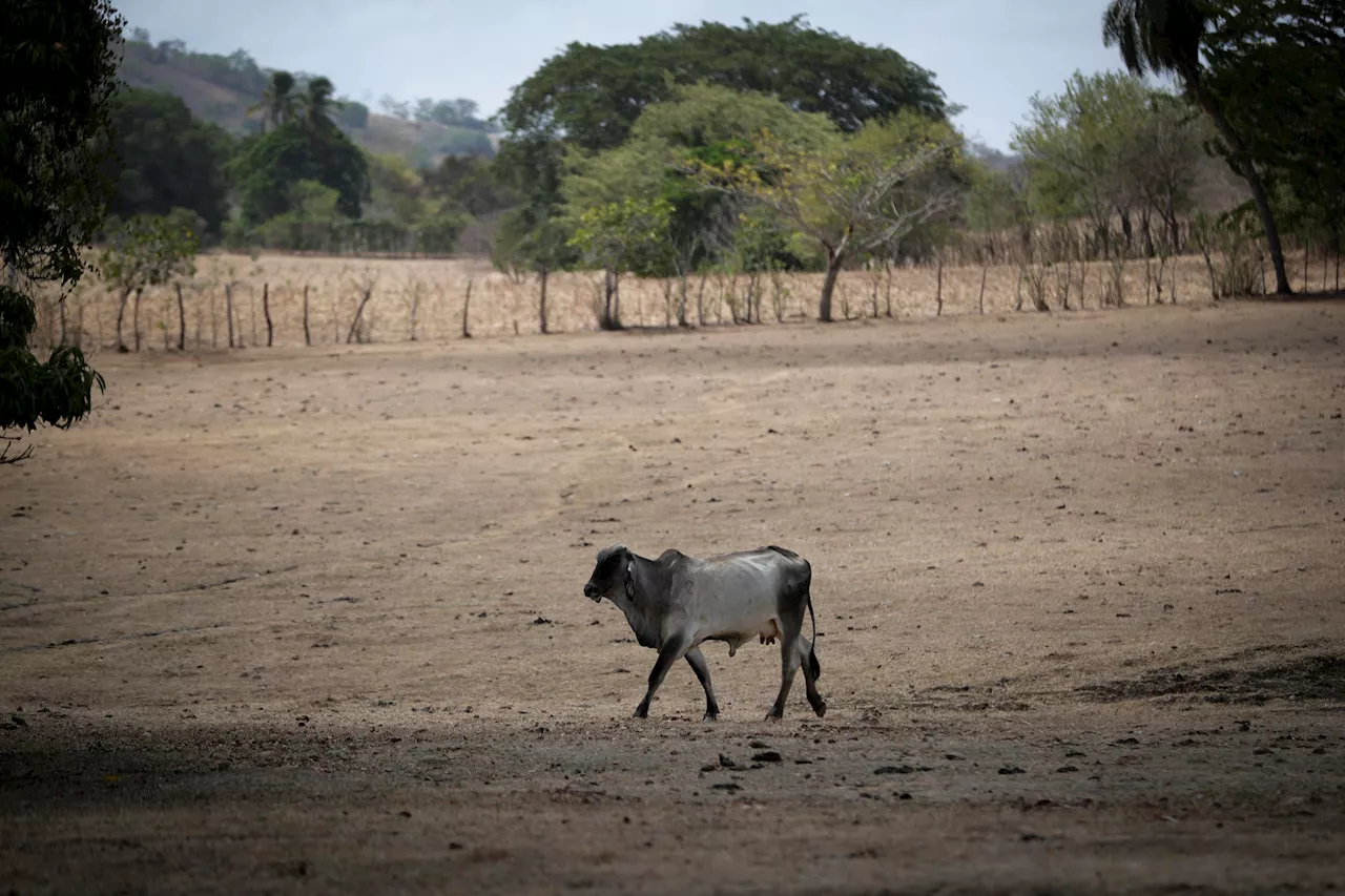 2023, el año más caluroso en la historia en América Latina, según la ONU