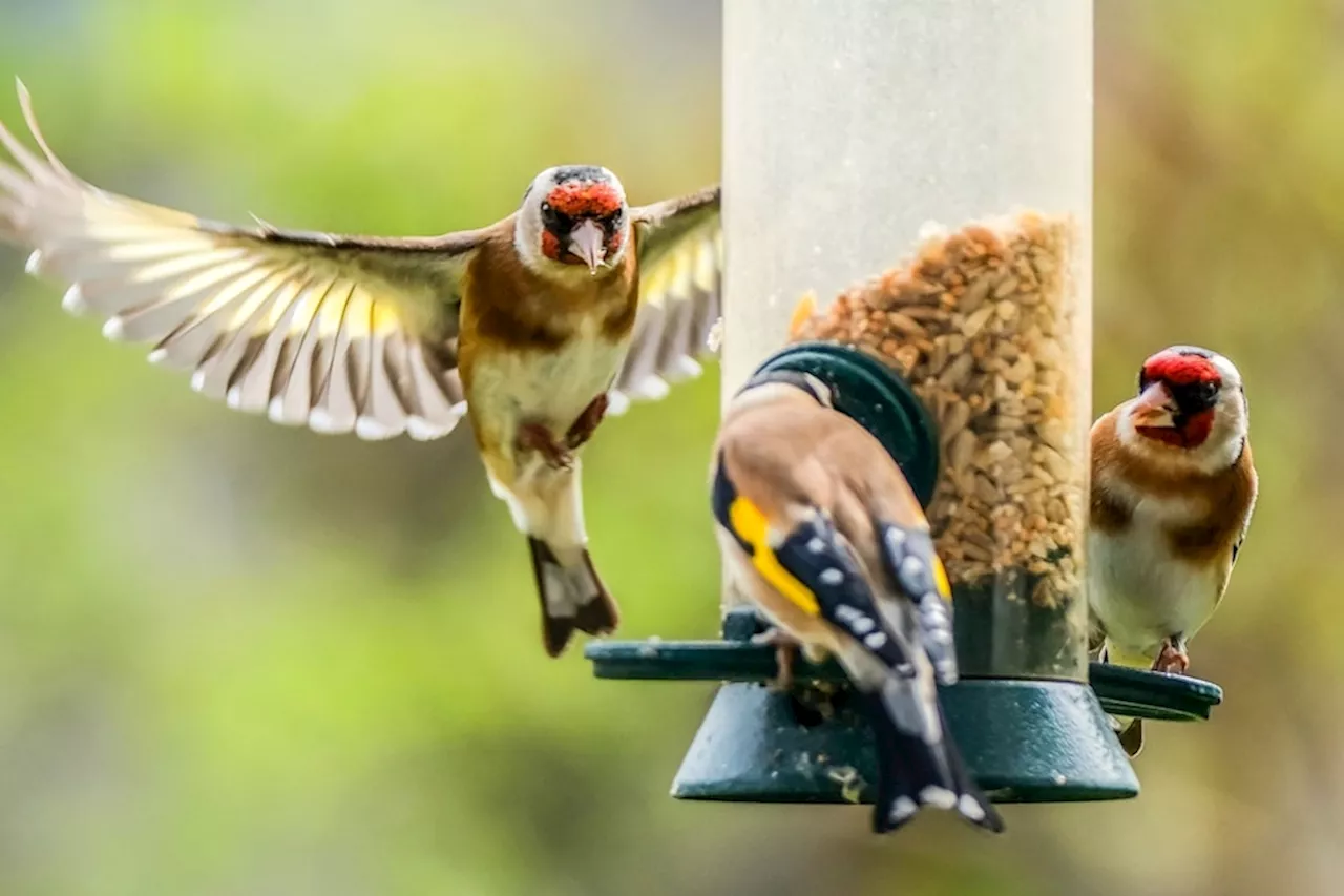 Von Amsel bis Zilpzalp: Aktion «Stunde der Gartenvögel»