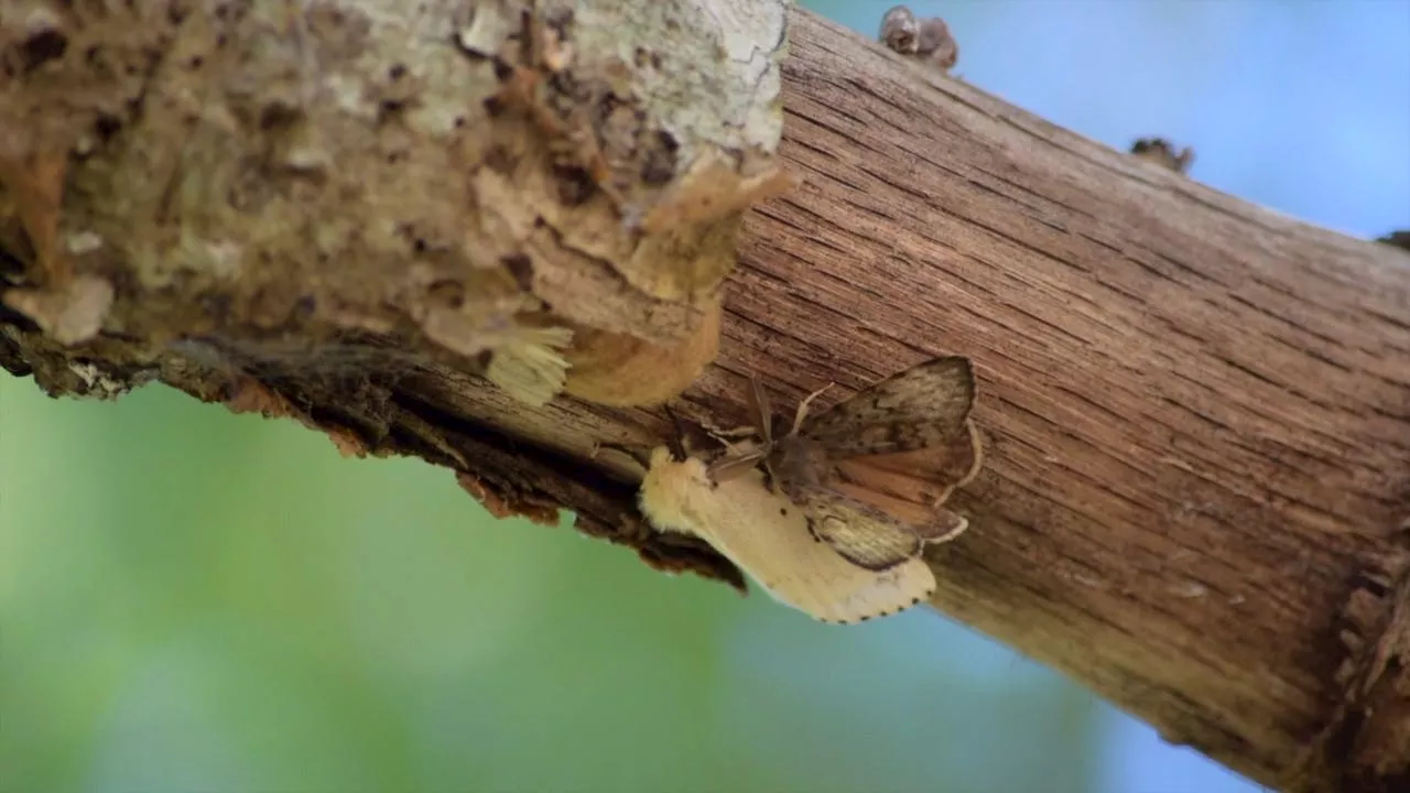 Inslee issues emergency proclamation over spongy moth infestation