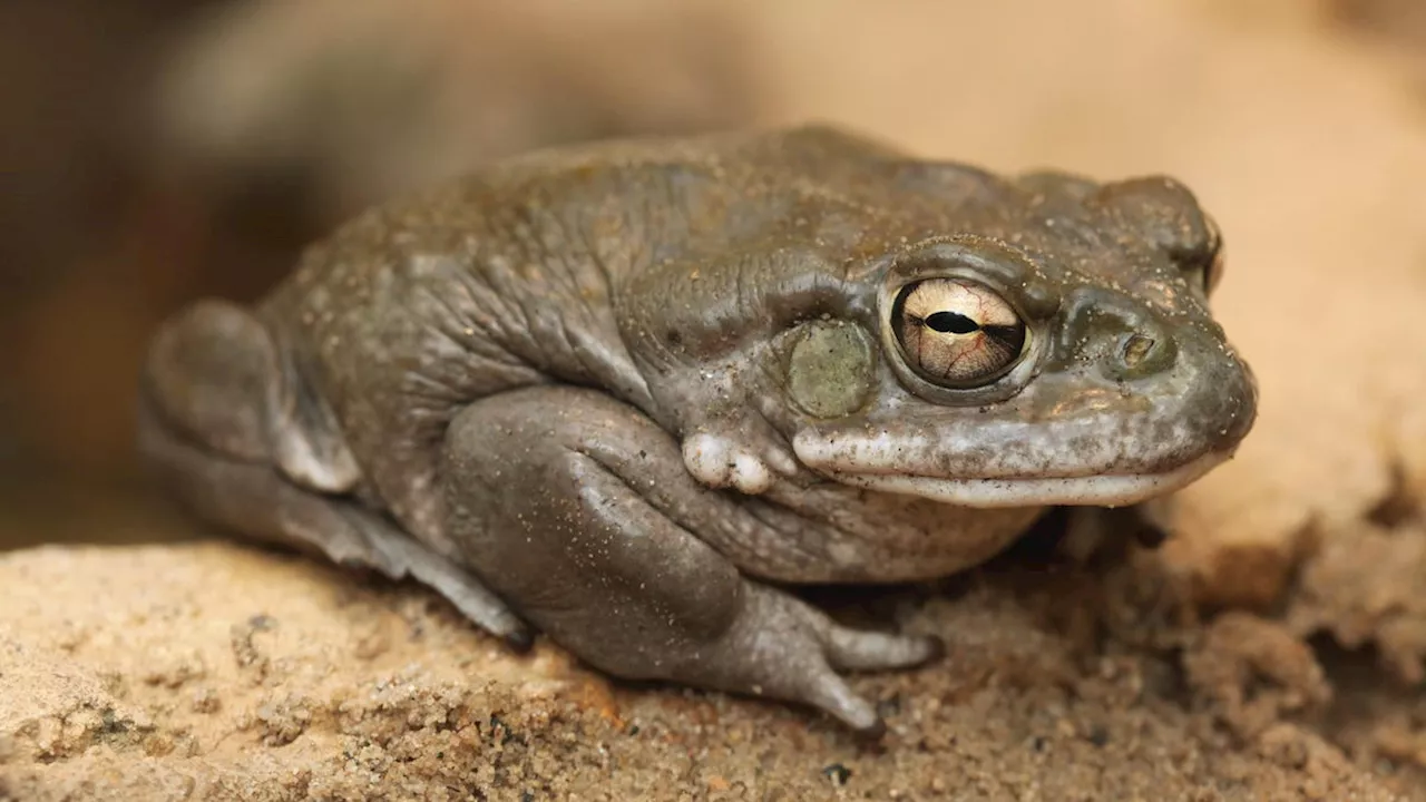 Psychedelic Toad Venom Shows Promise for New Depression Treatment