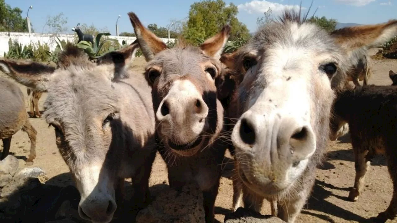 Burrolandia, el santuario mexicano que lucha contra la extinción del burro mexicano