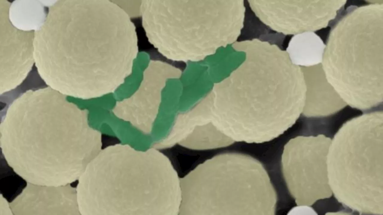 Microrobots swarms cleanse water of microplastics and bacteria