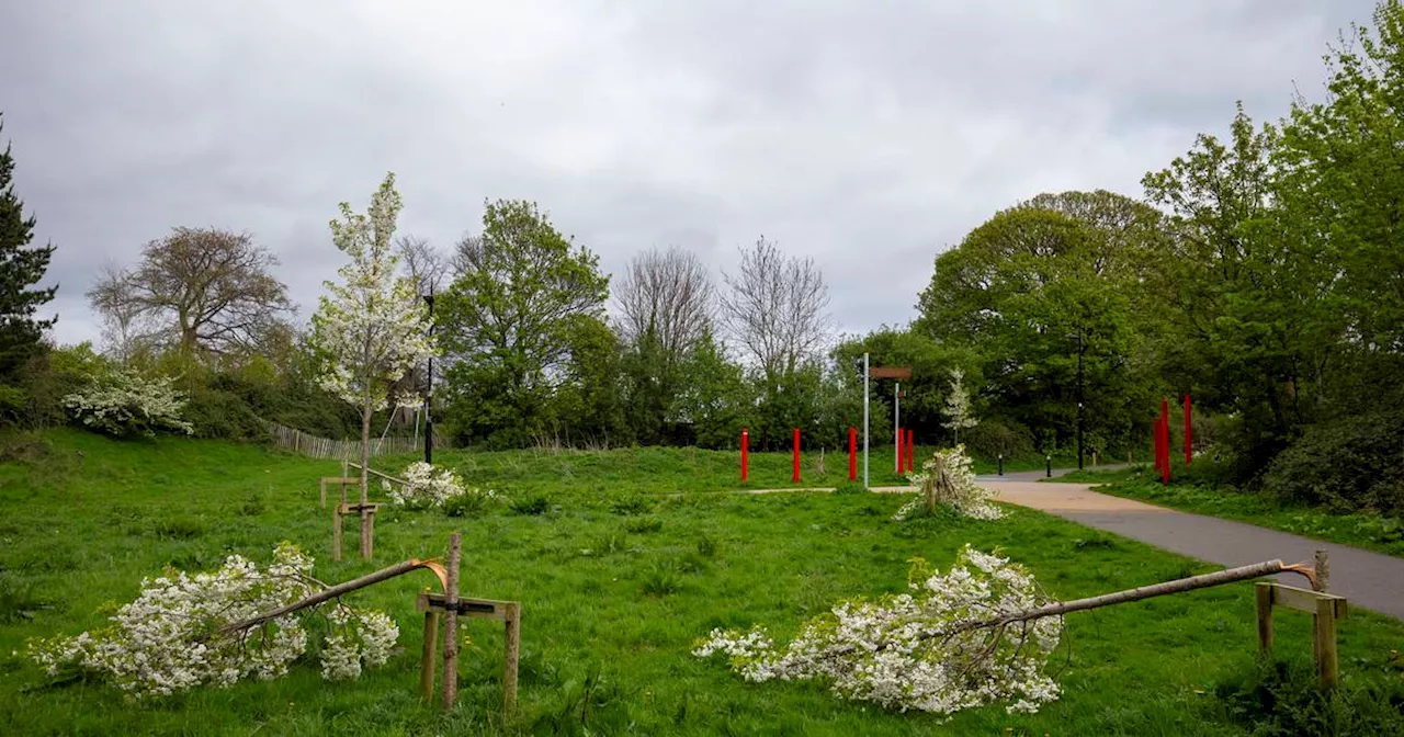 South Dublin County Council to plant ‘mini woodland’ at Dodder Valley Park