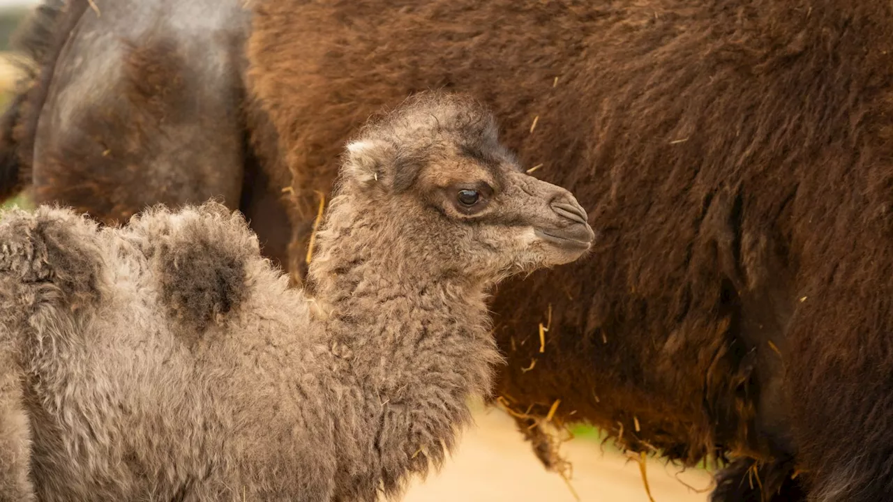 Meet the fluffy baby camel born at Whipsnade Zoo in Bedfordshire