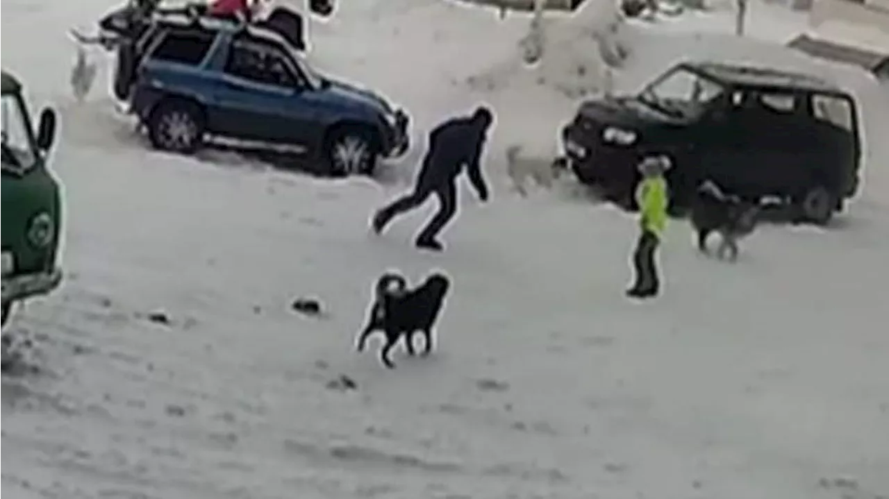 В Красноярском крае возбудили дело после нападения стаи собак на ребенка